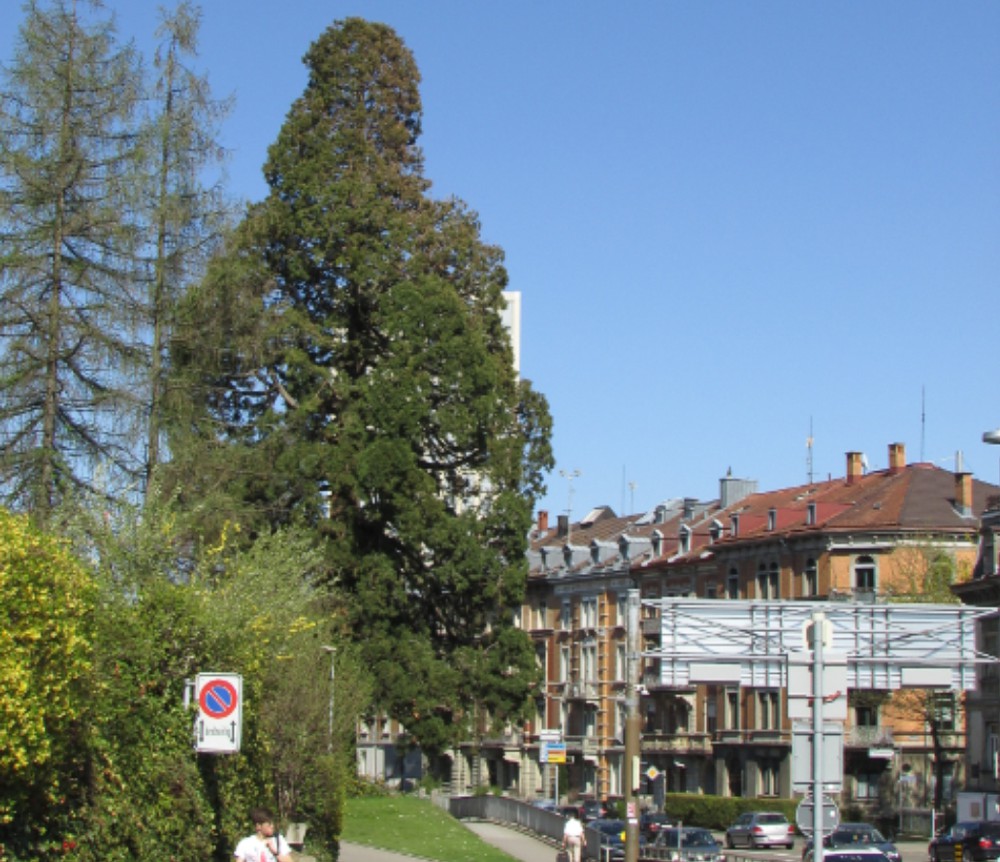mammutbaum rosenbergstrasse3